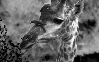 girafe et oiseau noir et blanc copie